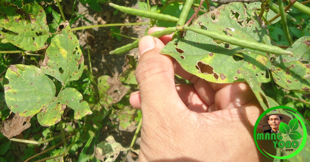 Detail Daun Kacang Hijau Nomer 11