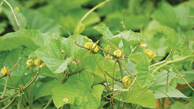 Detail Daun Kacang Hijau Nomer 14