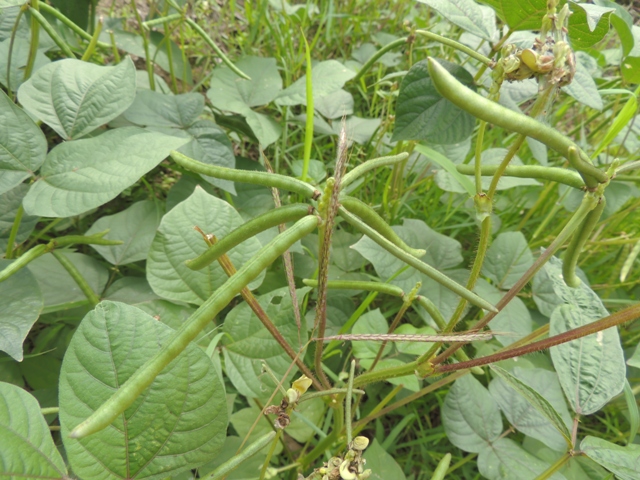 Detail Daun Kacang Hijau Nomer 3