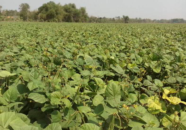 Detail Daun Kacang Hijau Nomer 18