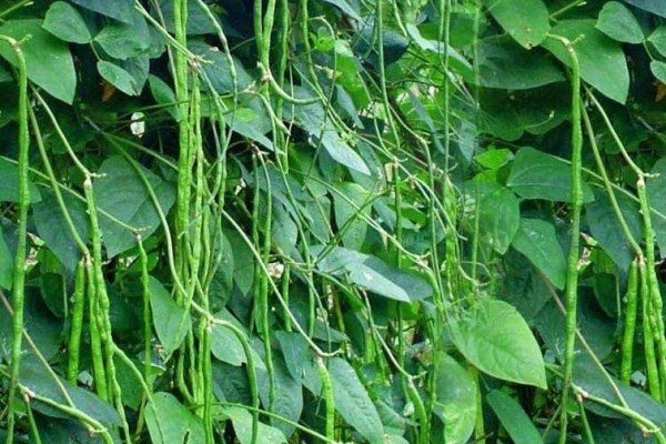 Detail Daun Kacang Hijau Nomer 21