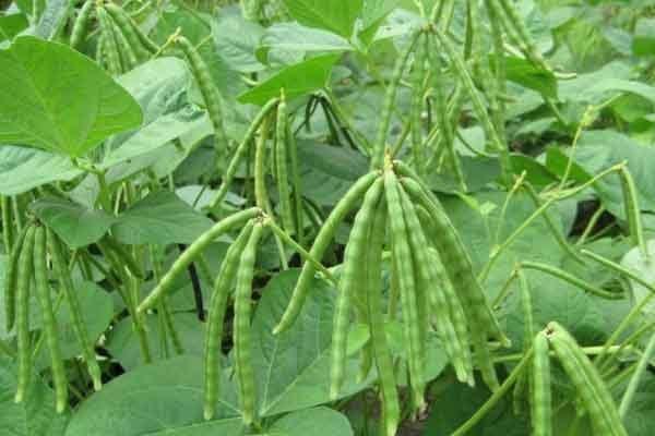 Detail Daun Kacang Hijau Nomer 4