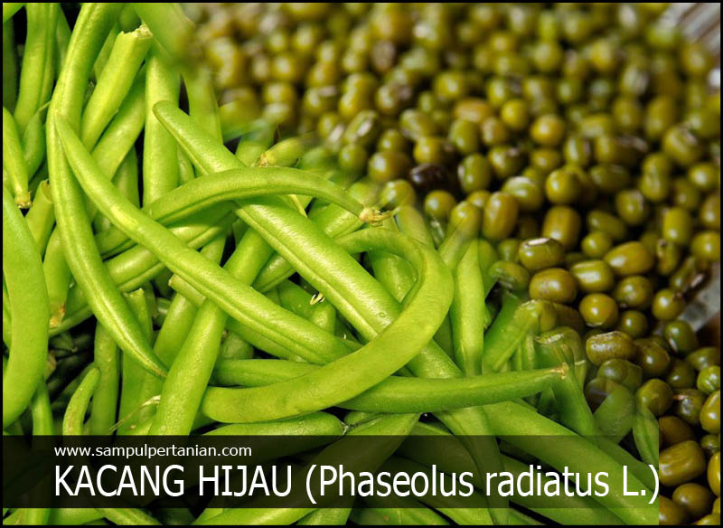 Detail Daun Kacang Hijau Nomer 26