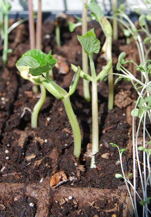 Detail Daun Kacang Hijau Nomer 36