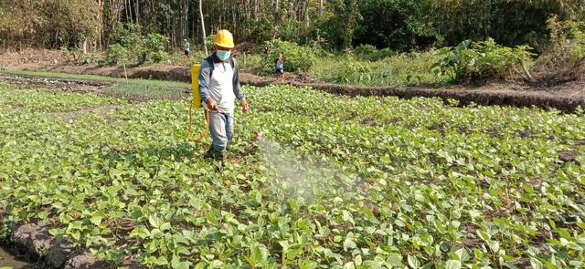 Detail Daun Kacang Hijau Nomer 45