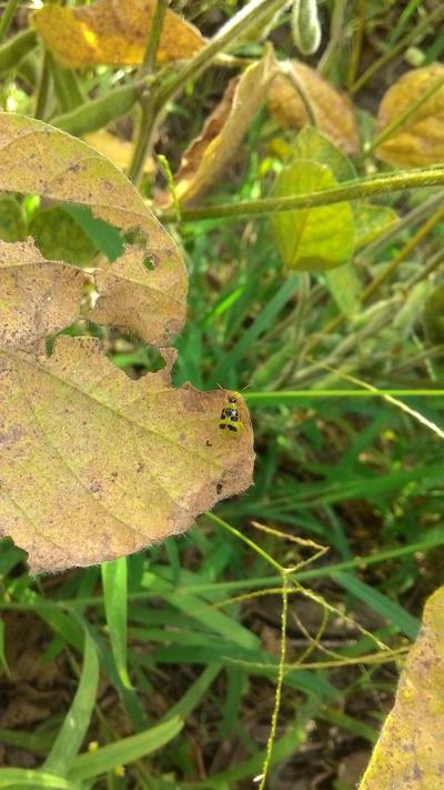 Detail Daun Kacang Hijau Nomer 47