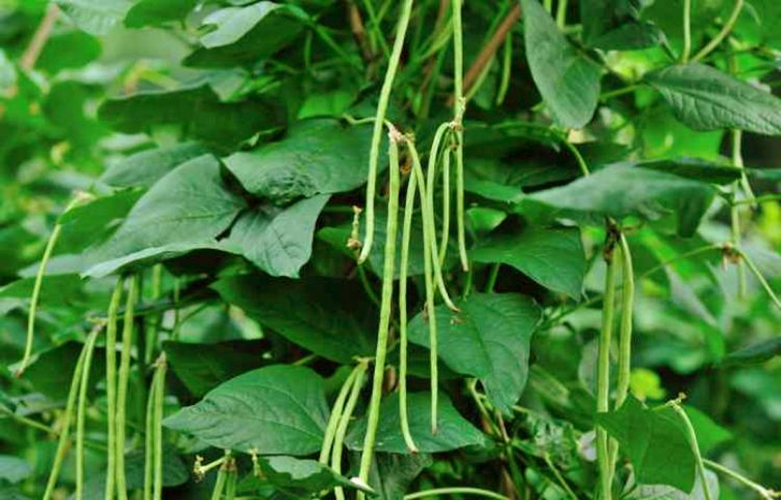 Detail Daun Kacang Hijau Nomer 50