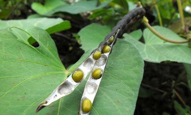 Detail Daun Kacang Hijau Nomer 7