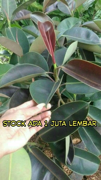 Detail Daun Karet Kebo Gambar Nomer 16