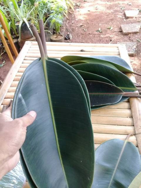 Detail Daun Karet Kebo Gambar Nomer 18