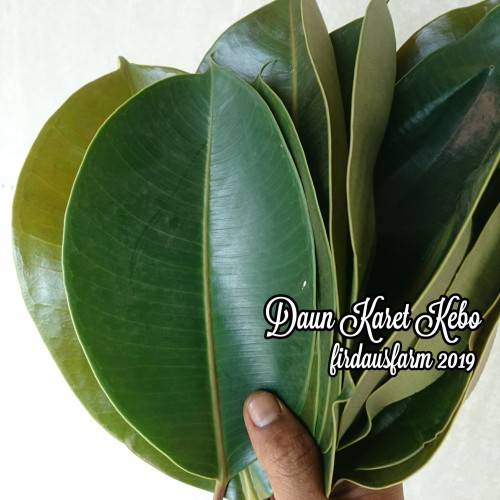 Detail Daun Karet Kebo Gambar Nomer 22