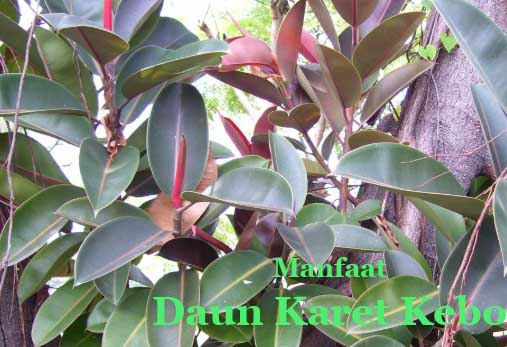 Detail Daun Karet Kebo Gambar Nomer 26