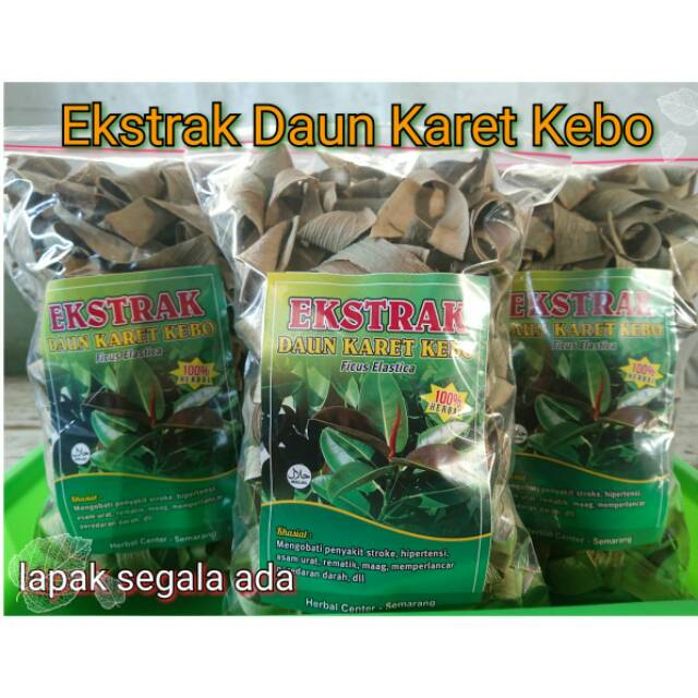 Detail Daun Karet Kebo Gambar Nomer 46