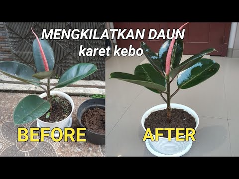 Detail Daun Karet Kebo Gambar Nomer 47