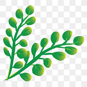 Download Daun Kelor Vector Nomer 1