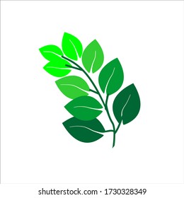 Detail Daun Kelor Vector Nomer 13