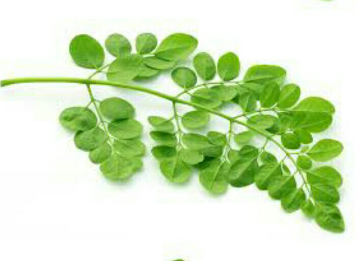 Detail Daun Kelor Vector Nomer 30