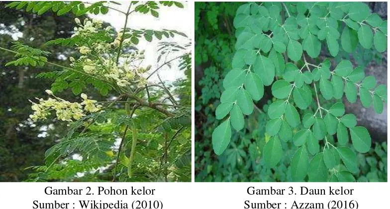 Detail Daun Kelor Wikipedia Nomer 36