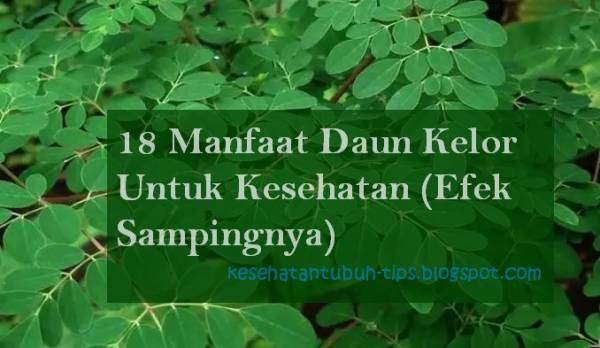 Detail Daun Kelor Wikipedia Nomer 42