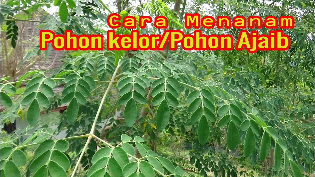 Detail Daun Kelor Wikipedia Nomer 58