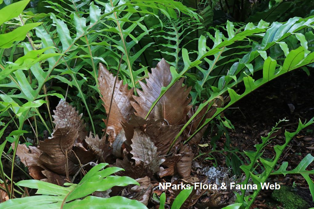 Detail Daun Kepala Tupai Nomer 22