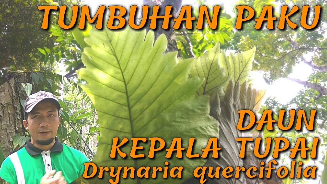 Detail Daun Kepala Tupai Nomer 27