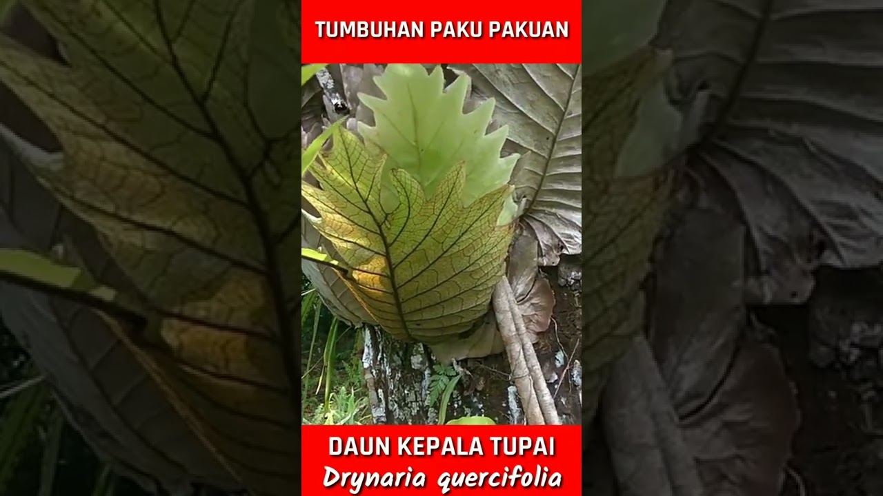 Detail Daun Kepala Tupai Nomer 28