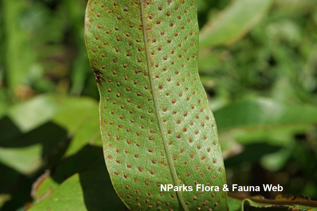 Detail Daun Kepala Tupai Nomer 39