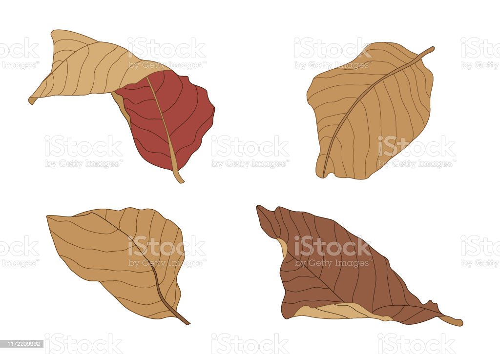 Detail Daun Kering Vector Nomer 17