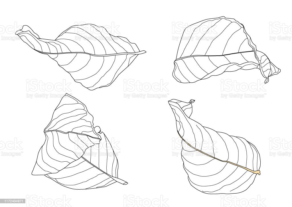 Detail Daun Kering Vector Nomer 9