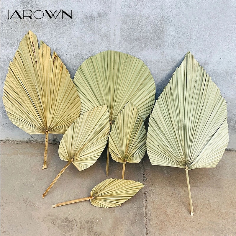 Detail Daun Kipas Kering Nomer 19