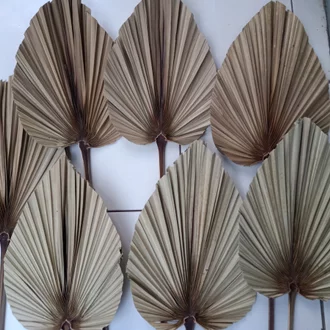 Detail Daun Kipas Kering Nomer 3