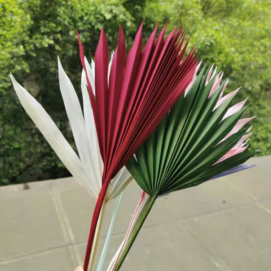 Detail Daun Kipas Kering Nomer 28