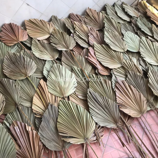 Detail Daun Kipas Kering Nomer 50