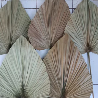 Detail Daun Kipas Kering Nomer 56