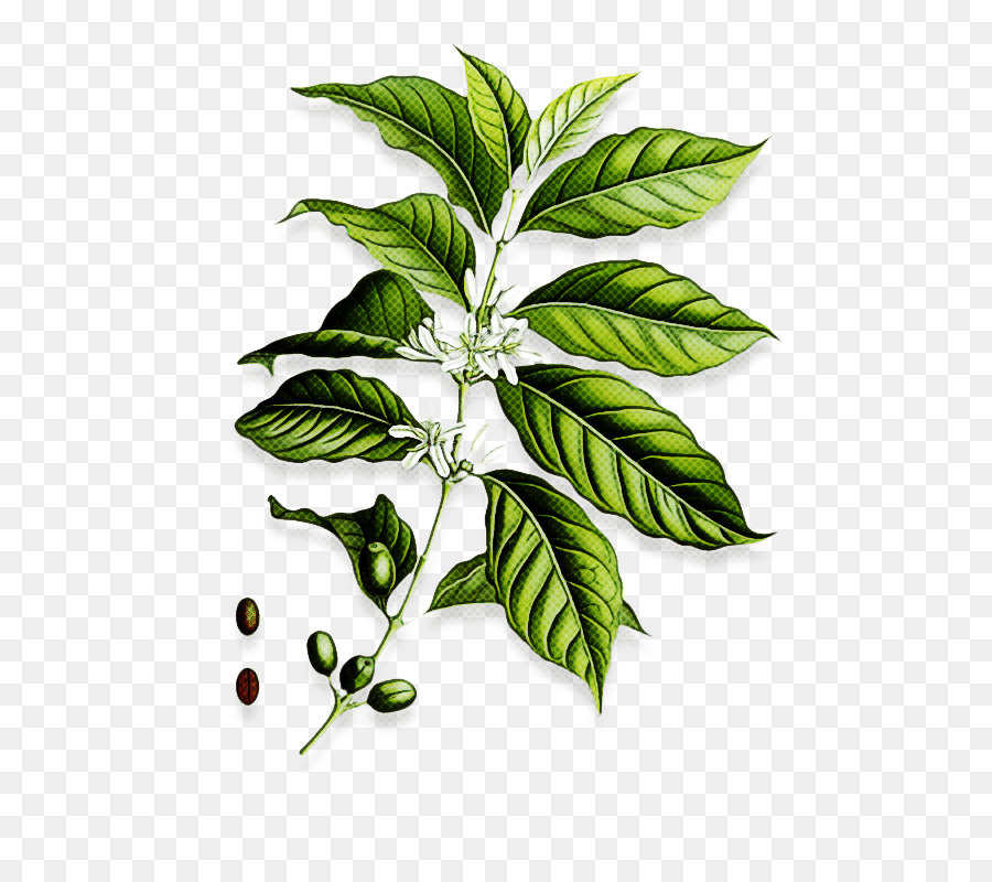 Daun Kopi Png - KibrisPDR