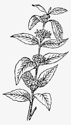 Detail Daun Kopi Vector Nomer 13