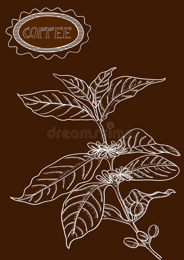 Detail Daun Kopi Vector Nomer 27