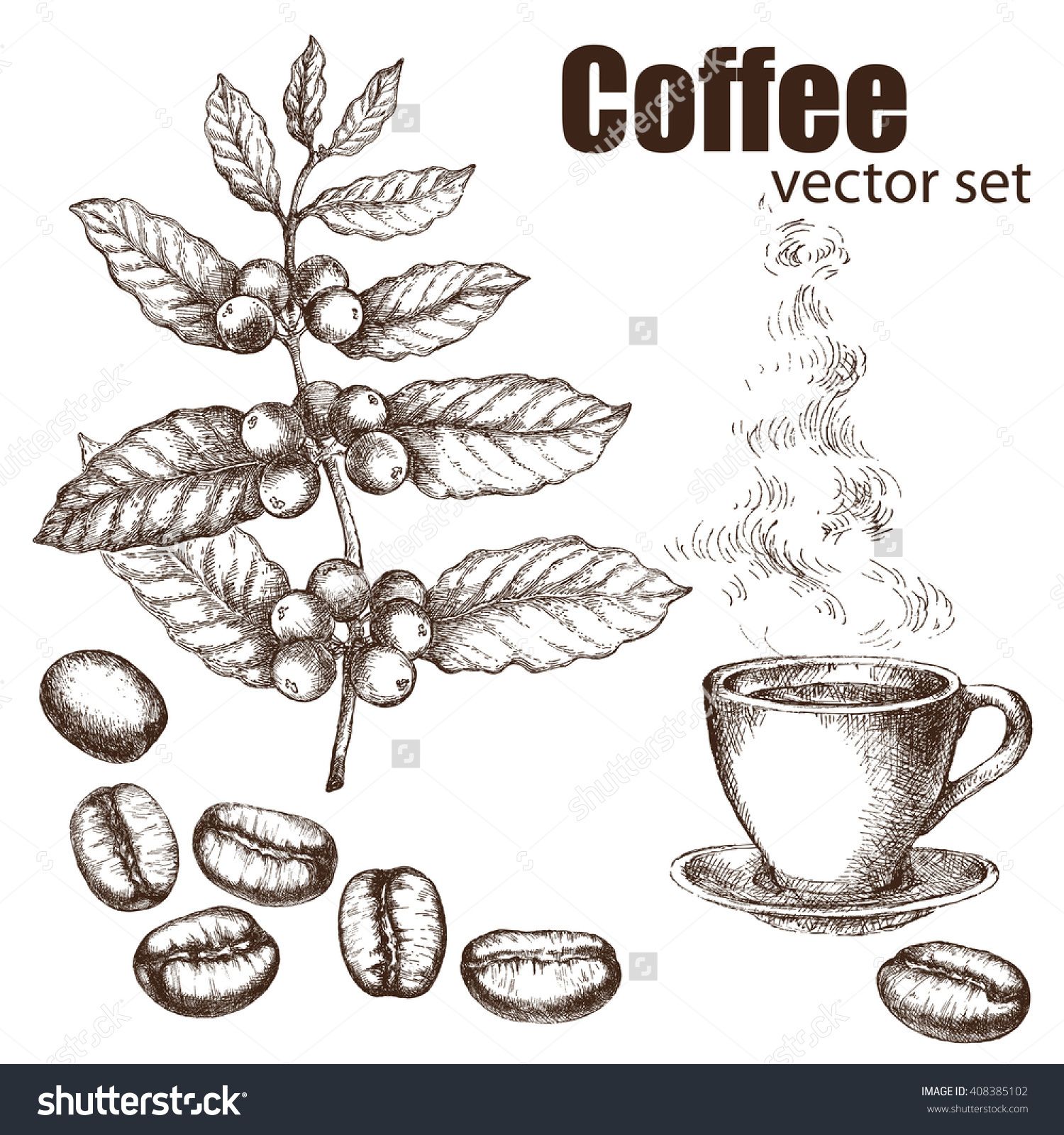 Detail Daun Kopi Vector Nomer 30