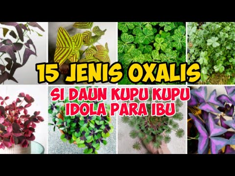 Detail Daun Kupu Kupu Ungu Nomer 54