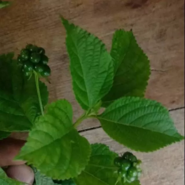 Detail Daun Lateng Putih Nomer 36