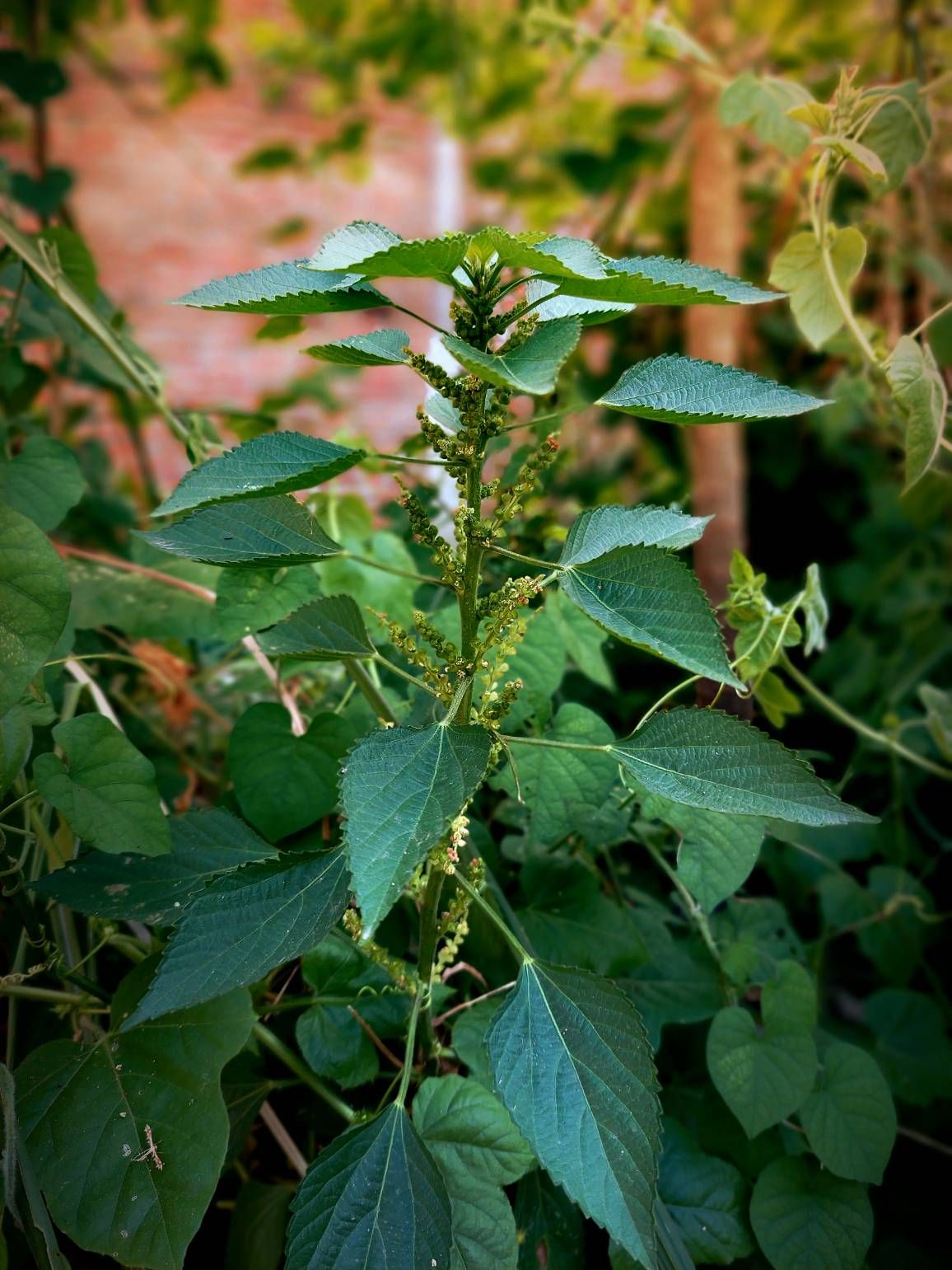 Detail Daun Lateng Putih Nomer 43