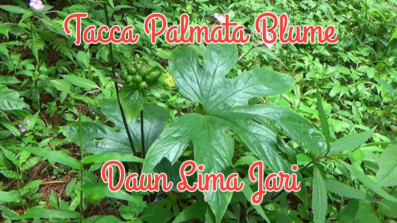 Detail Daun Lima Jari Nomer 33