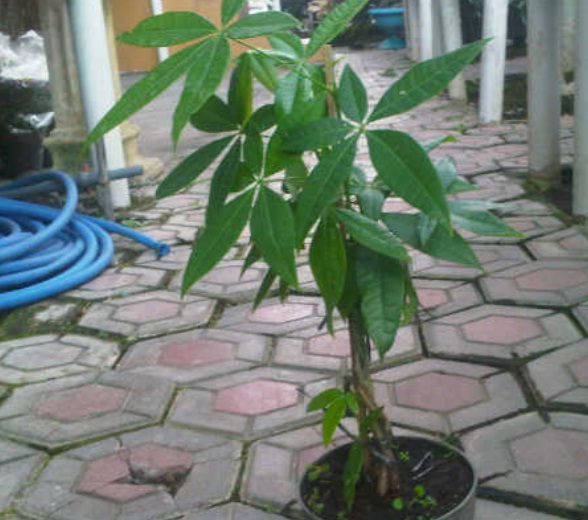 Detail Daun Lima Jari Nomer 44