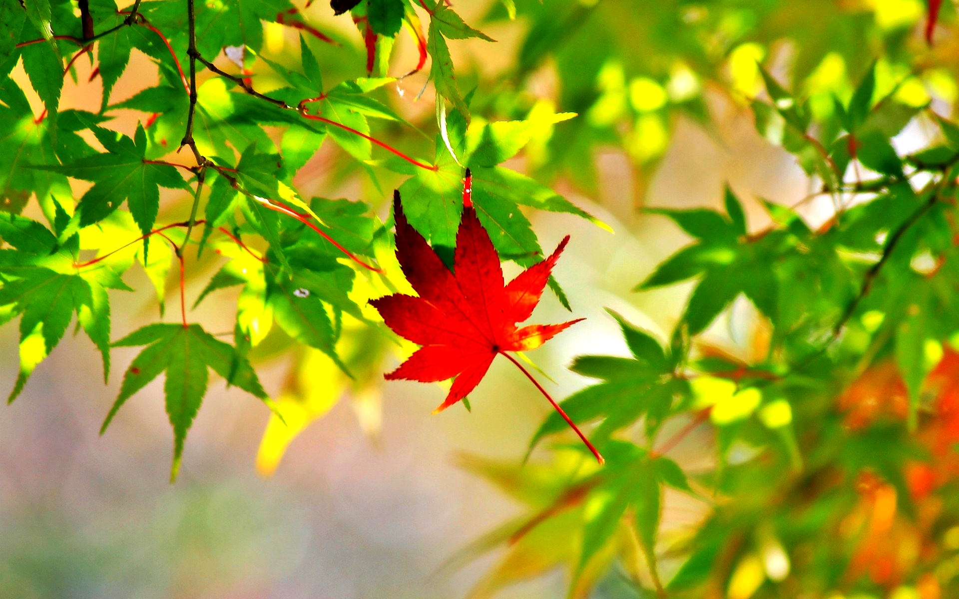 Detail Daun Maple Gugur Nomer 2
