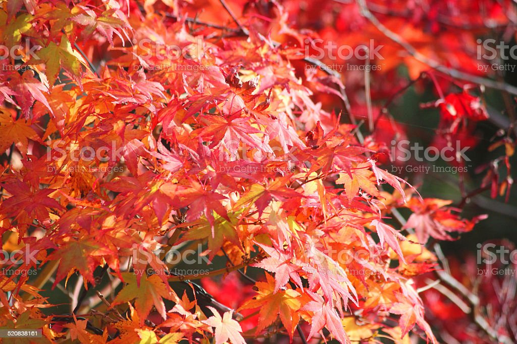 Detail Daun Maple Jepang Nomer 16