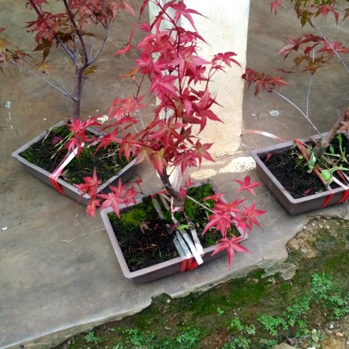 Detail Daun Maple Jepang Nomer 17