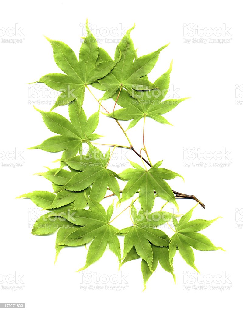 Detail Daun Maple Jepang Nomer 18