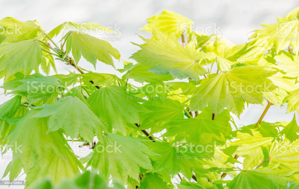 Detail Daun Maple Jepang Nomer 20