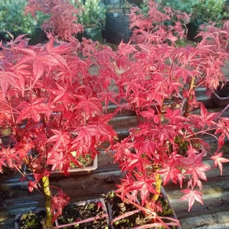 Detail Daun Maple Jepang Nomer 40
